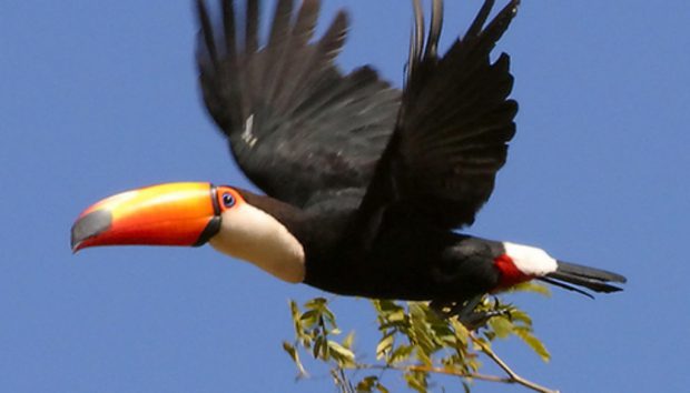Tucano Voando