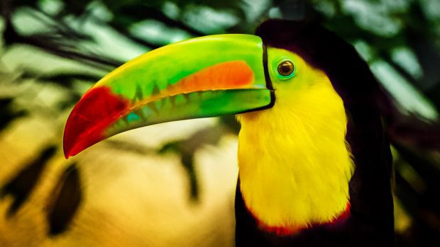 Tucano de Bico Arco Iris
