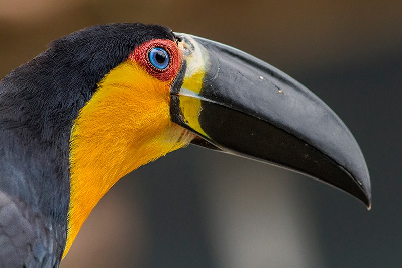 Tucano de Bico Preto