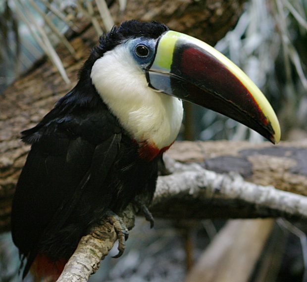 Tucano de Papo Branco