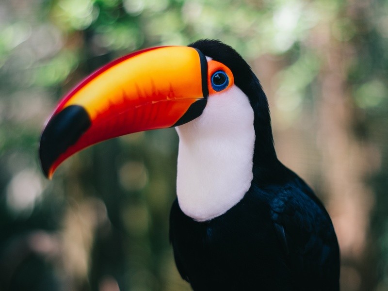 Tucano em seu Habitat