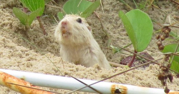 Tuco Tuco Branco Saindo da Areia 