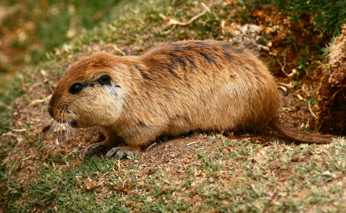 Tuco-Tuco Colonial 