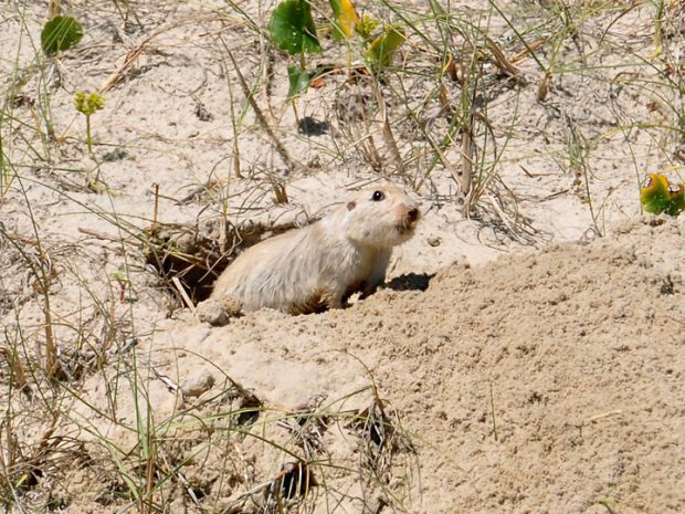 Tuco Tuco na Duna de Areia 