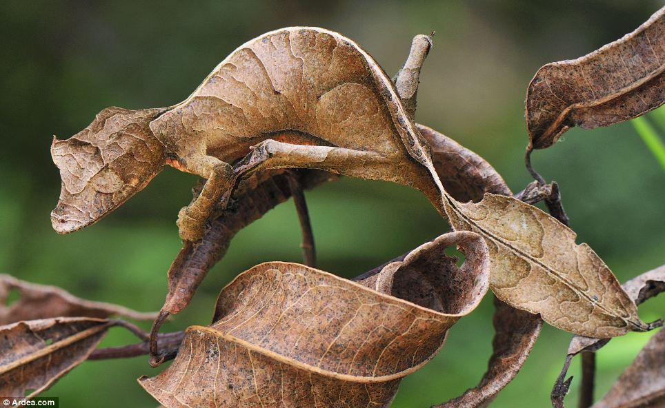 Uroplatus Phantasticus