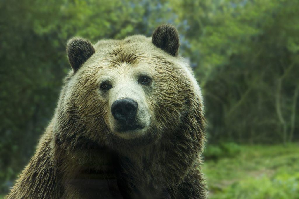 Hábitos do Urso e Comportamento na Natureza: Eles São Perigosos?