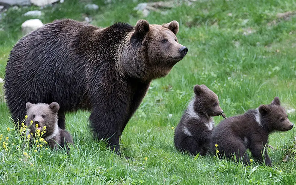 Urso Com os Filhotes 