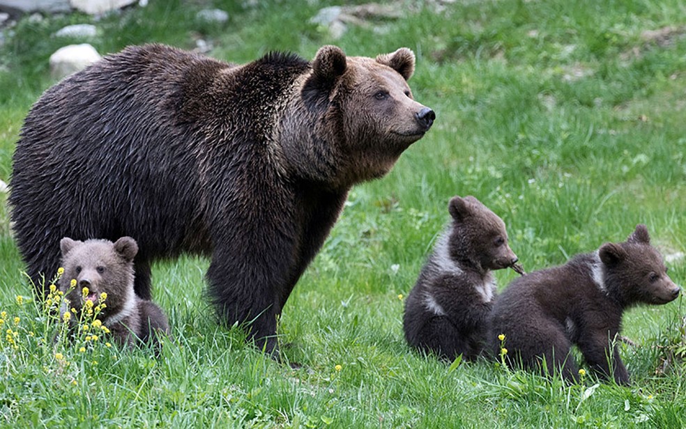 Urso Com os Filhotes