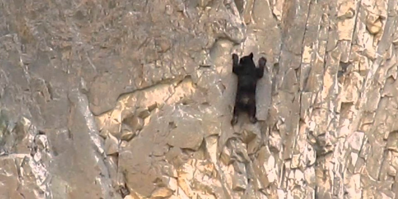 Urso Escalando