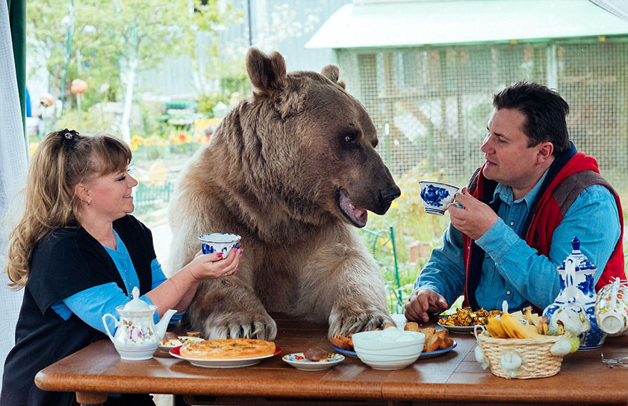 Urso Sentado a Mesa Com o Casal