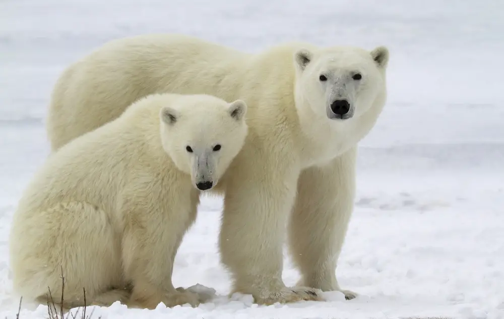 Ursos Polar 
