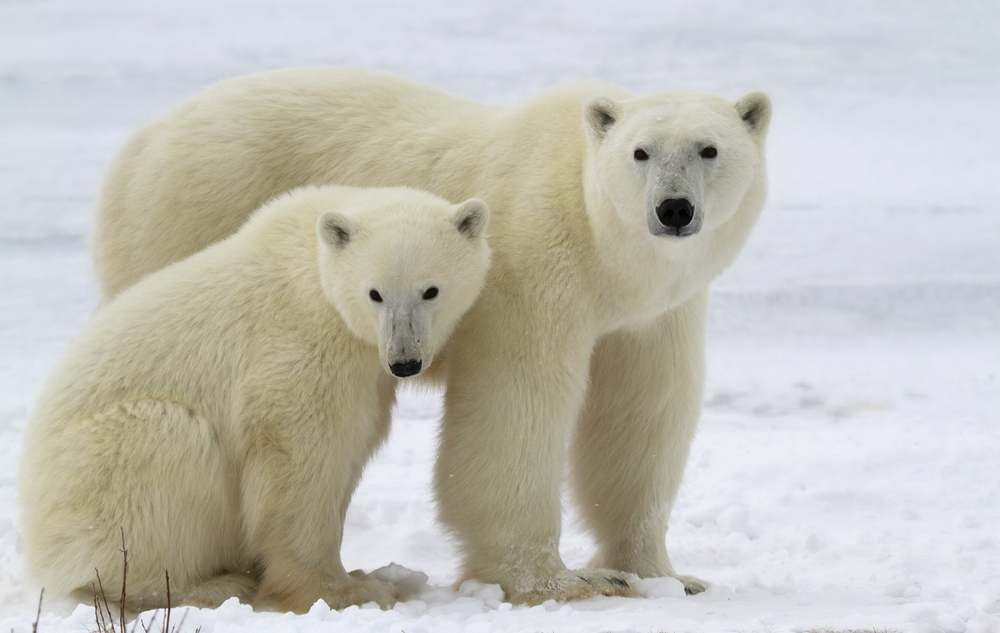 Ursos Polar