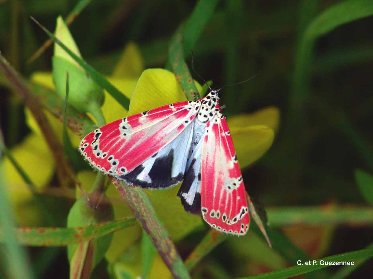 Utetheisa Ornatrix