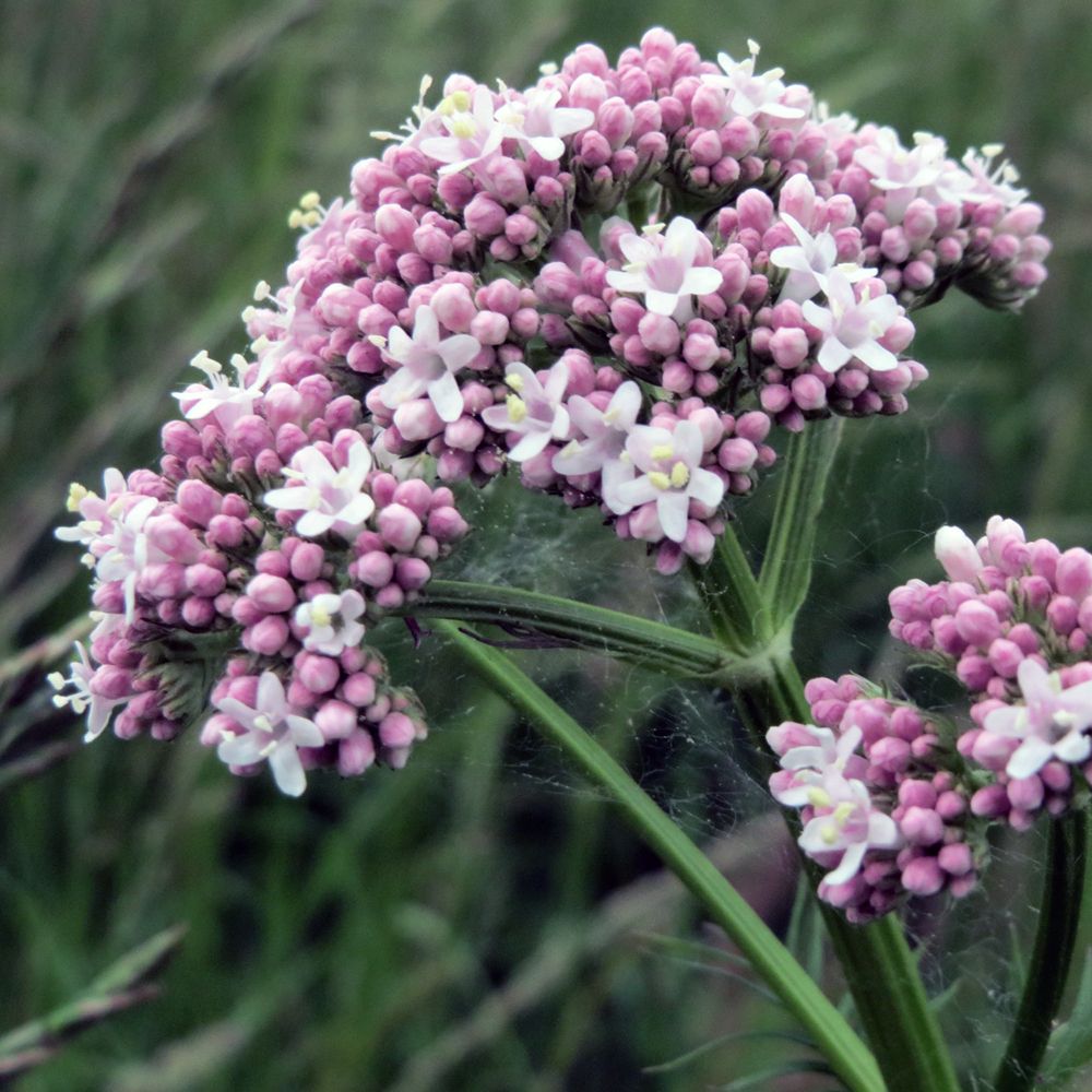 Valeriana officinalis