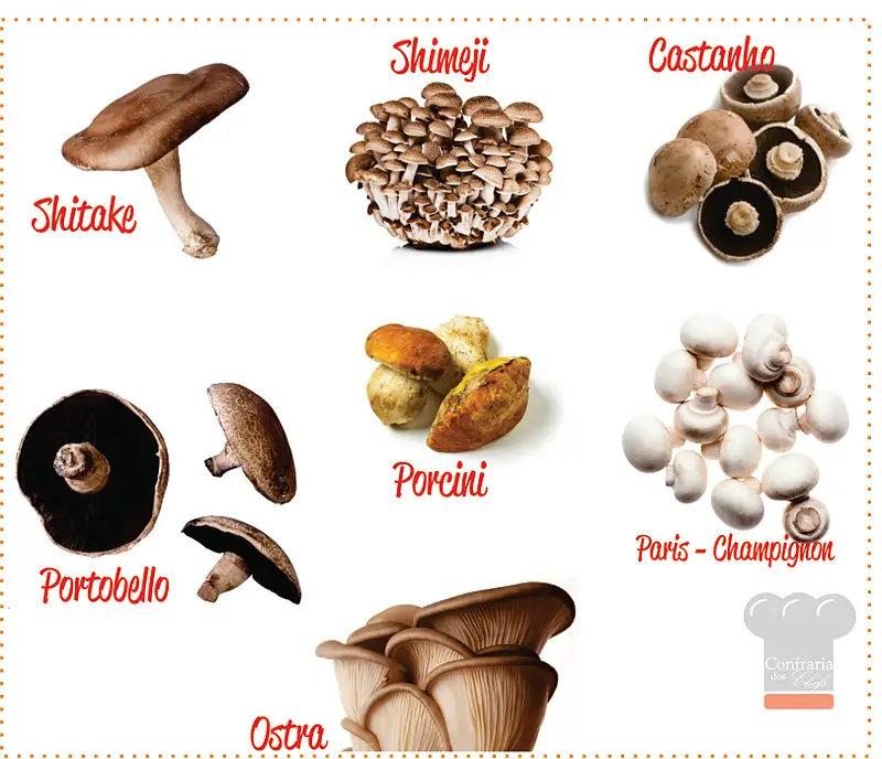 Variedades de Cogumelos 