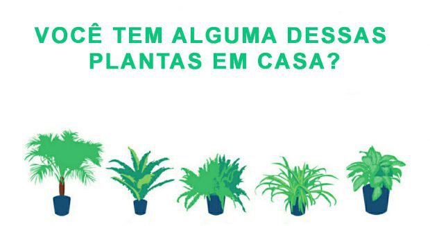 Quais São As Plantas Que Purificam o Ar?