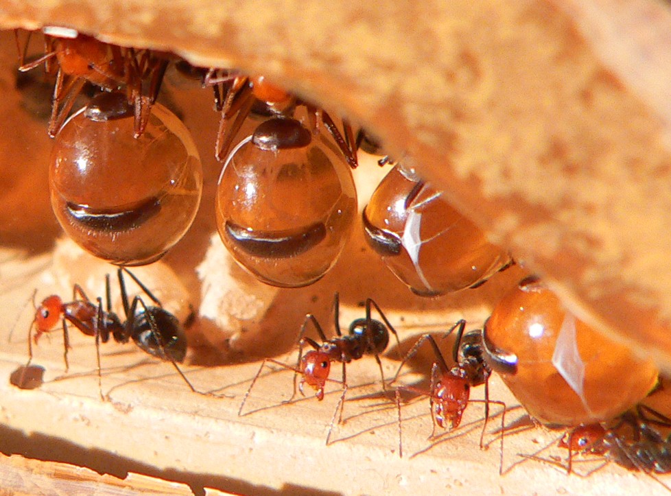 Vida das Formigas 