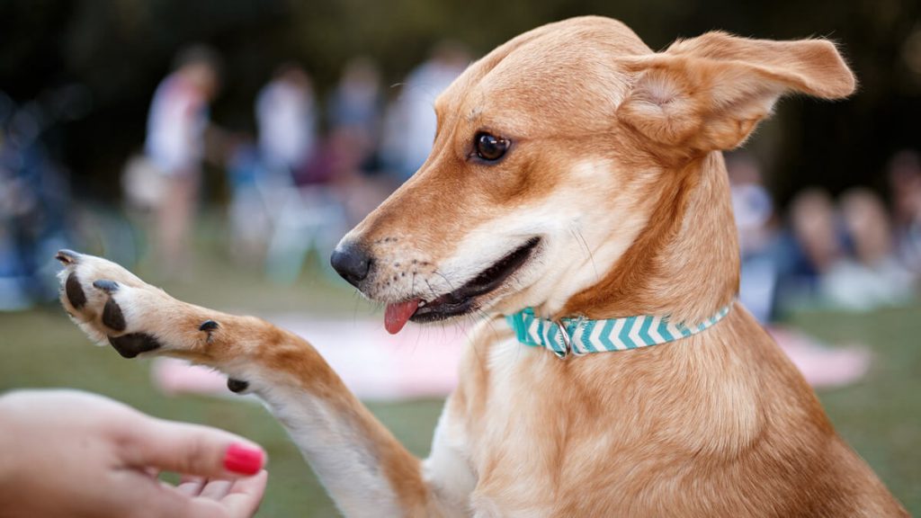 Qual é o Cachorro Mais Barato do Mundo? – Mundo Ecologia