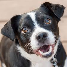 Qual é o Cachorro Mais Barato do Mundo?