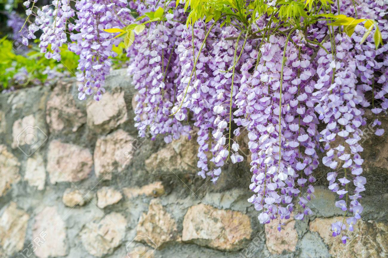 Wisteria Floribunda 