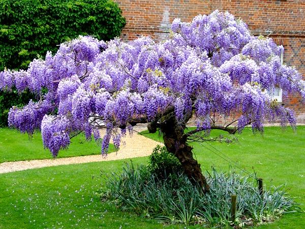 Glicínia Curiosidades e Fatos Interessantes Sobre a Planta