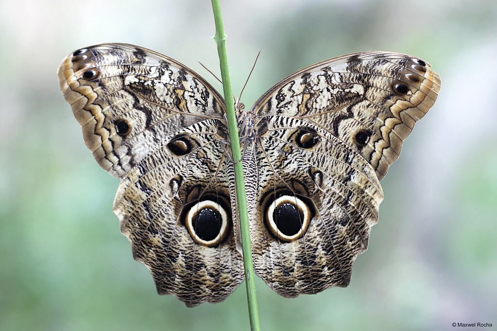 Borboleta Coruja