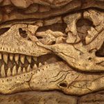 fossil