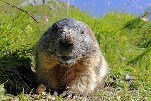 Marmota Alpina