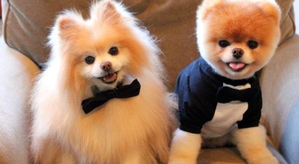 Qual O Nome Dos Cachorros Dos Famosos Mundo Ecologia