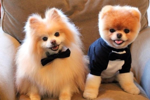 Qual o Nome dos Cachorros dos Famosos?