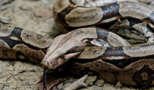 Boa Constrictor com a Língua Para Fora 