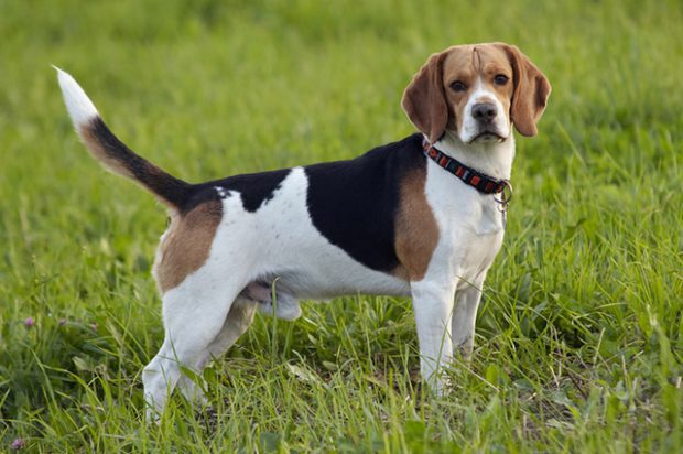 Beagle na Grama