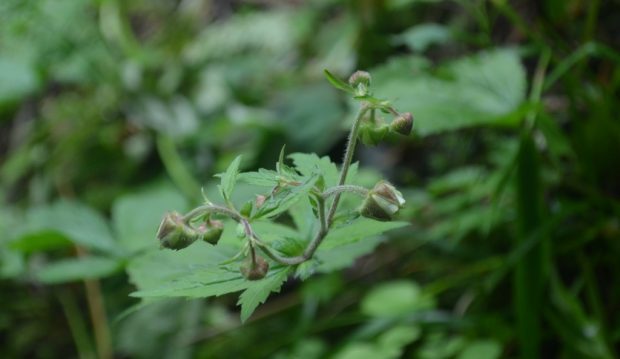 Bent Avens 