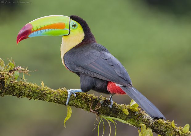 Tucano Bico Arco Íris Sob Galho de Árvore
