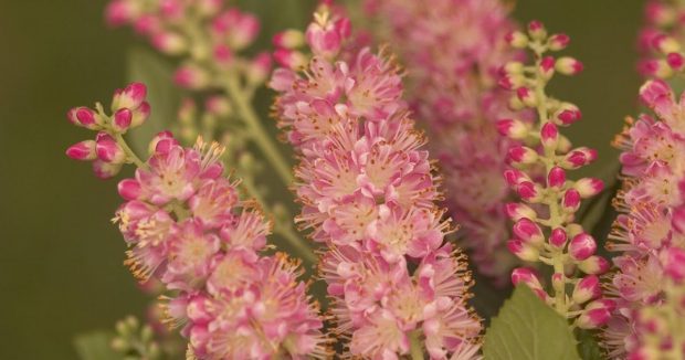 Flores Clethra Alnifolia Cor de Rosa