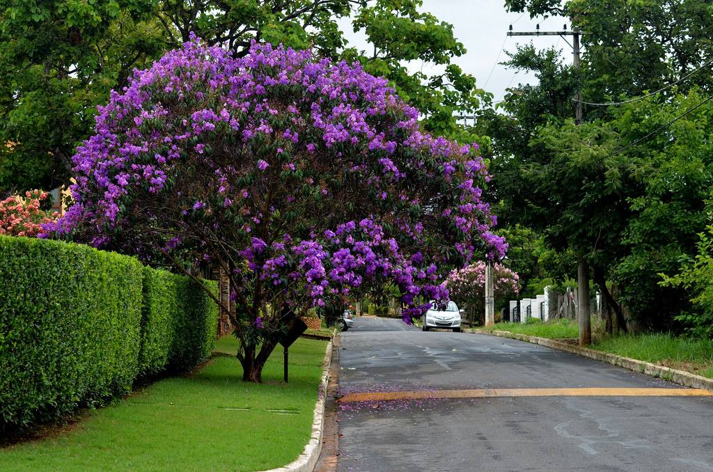 Árvore Quaresmeira Roxa