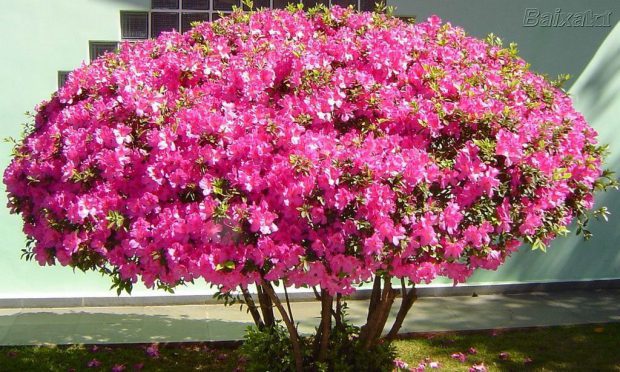 Árvore de Azaléia Cor de Rosa
