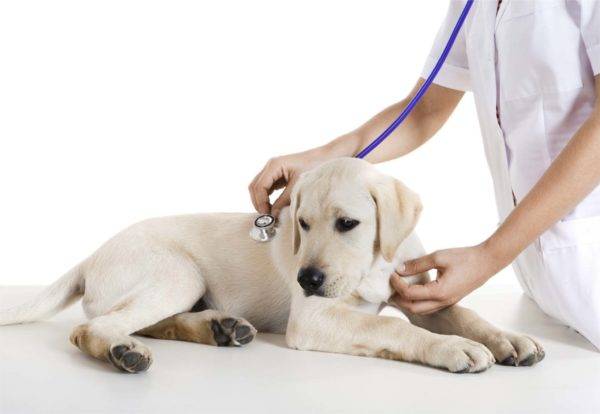 Úlceras Gástricas Canina