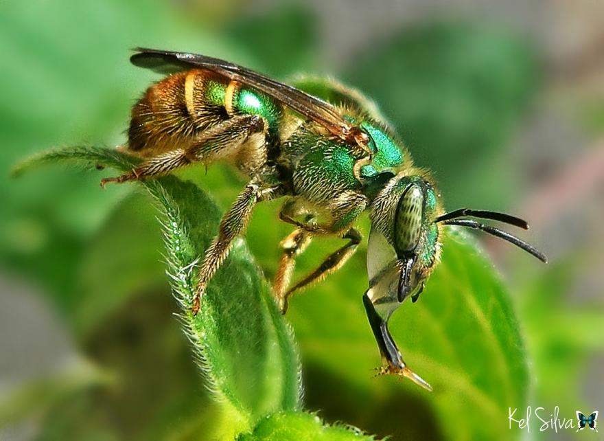 Abelhas Halictidaes