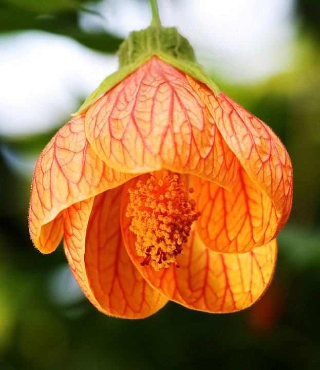 Abutilon Striatum