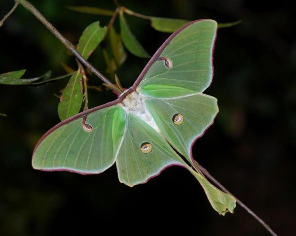 Actias Luna