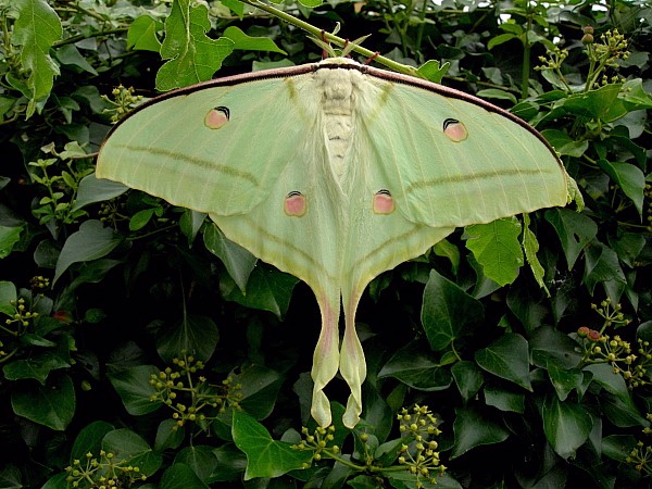 Actias Selene