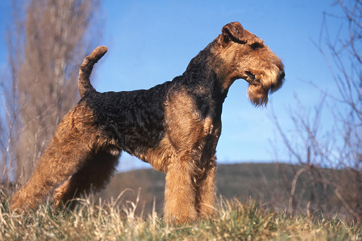 Airedale Terrier