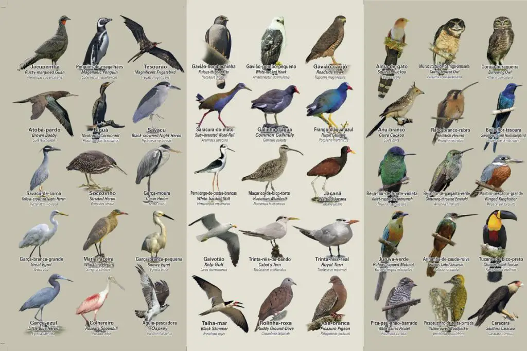 Algumas Aves Catalogadas 