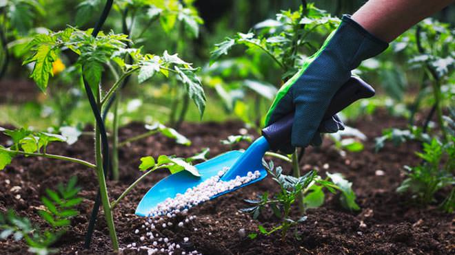 Alimentos Cultivados a Partir Do Solo