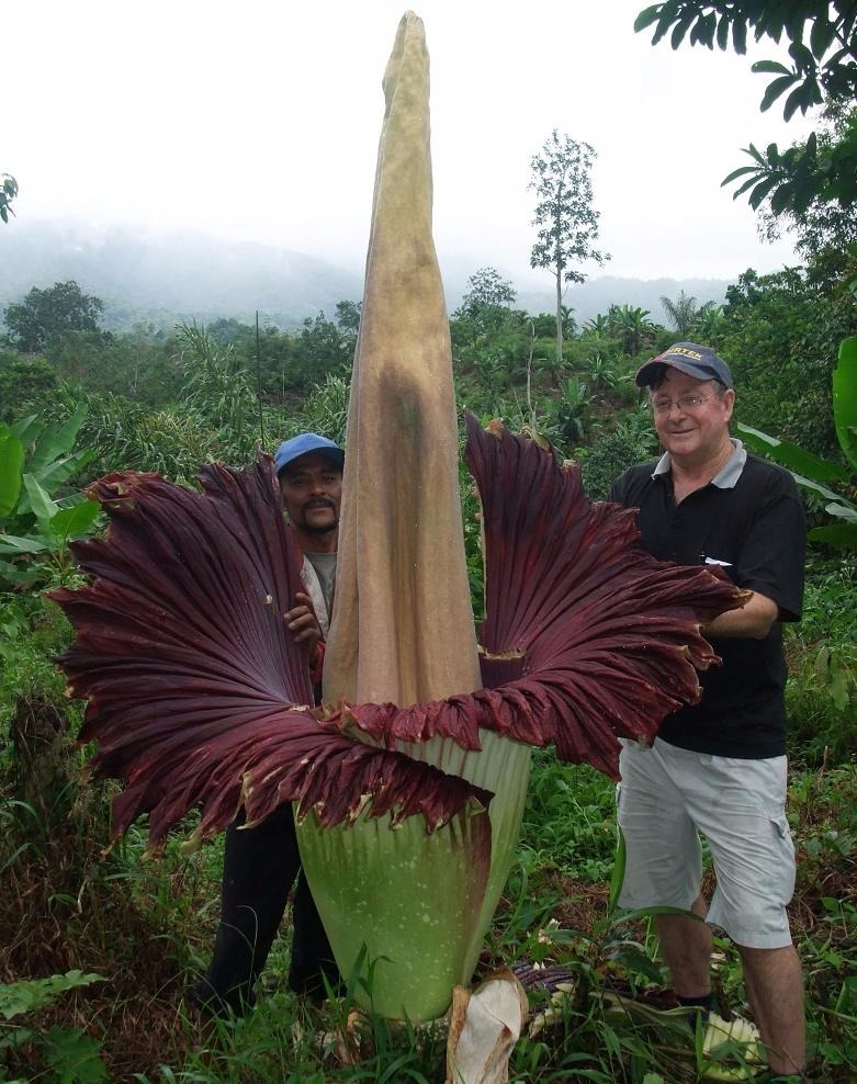 Amorphophallus Titanum