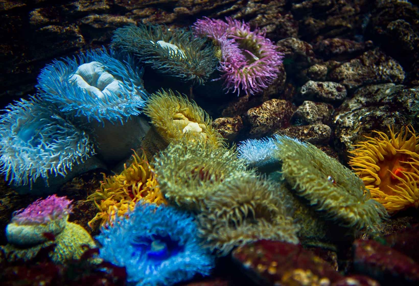 anemona mediterraneo anemona mediterraneo