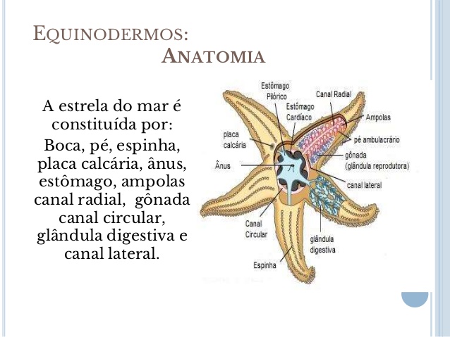 Anatomia de uma Estrela do Mar