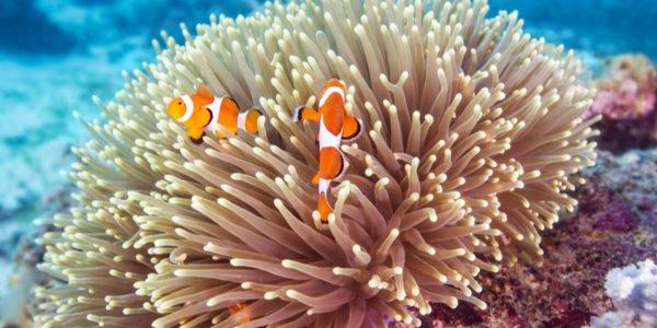 Especies de Anêmona do Mar: Tipos com Nome e Fotos