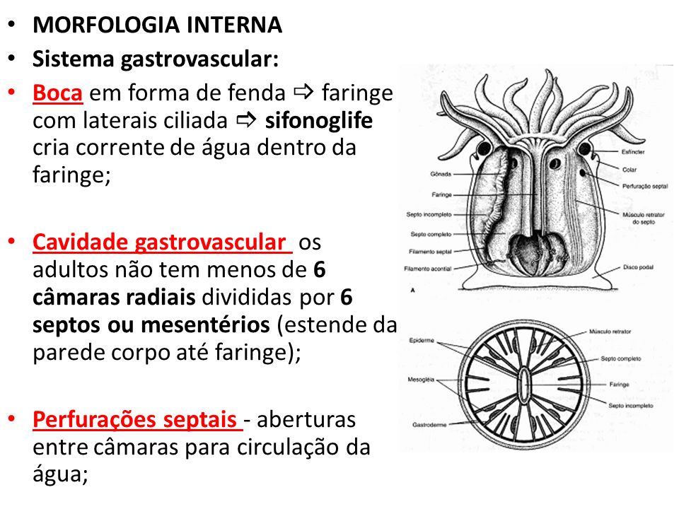 Anêmonas - Morfologia Interna 